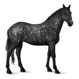 cheval de selle quarter horse noir