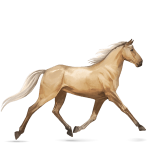 cheval de selle anglo-arabe palomino