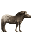 cheval de selle hunter irlandais gris pommelé