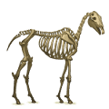 poney licorne ailé squelette