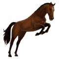 cheval de selle quarter horse alezan