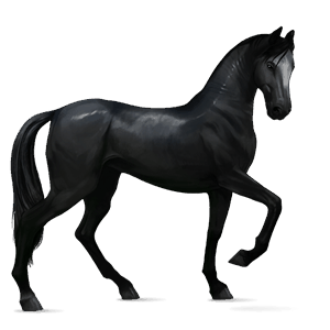 cheval de selle pur-sang anglais noir