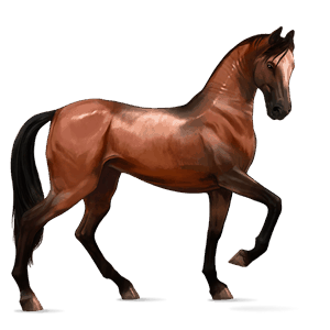 cheval de selle paint horse pie overo bai