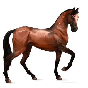 cheval de selle pure race espagnole bai cerise
