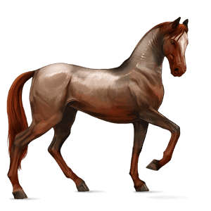 cheval de selle quarter horse gris clair