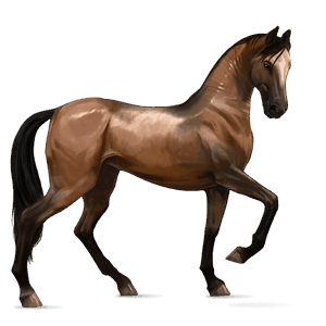 cheval de selle bai