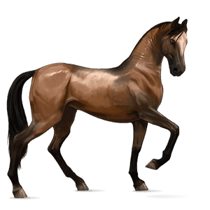 cheval de selle akhal-téké bai brûlé