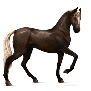 cheval de selle akhal-téké bai