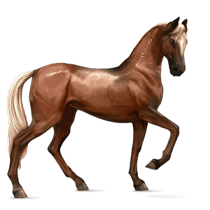 cheval de selle akhal-téké bai cerise