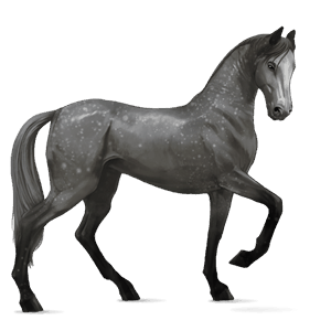 cheval de selle arabe gris pommelé