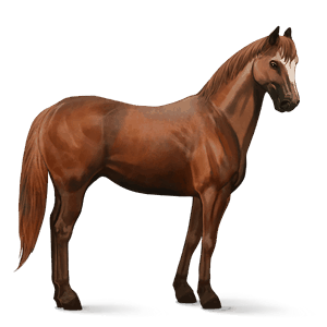 cheval de selle quarter horse alezan