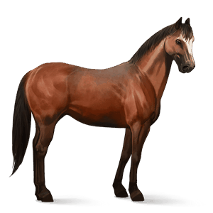 cheval de selle arabe bai