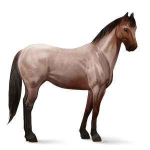 cheval de selle quarter horse rouan