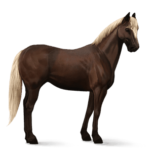 cheval de selle donskaya bai cerise
