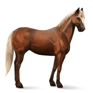 cheval de selle quarter horse isabelle