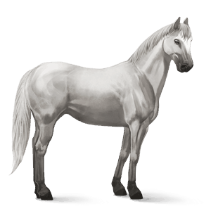 cheval de selle criollo argentin gris clair
