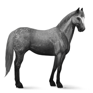 cheval de selle quarter horse gris souris