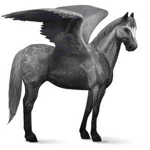 pégase de selle camargue gris pommelé