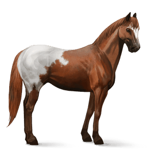 cheval de selle noir