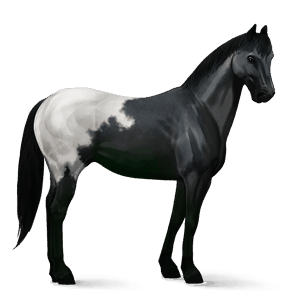 cheval de selle blanket noir