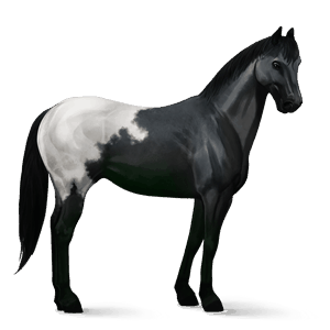 cheval de selle appaloosa blanket noir