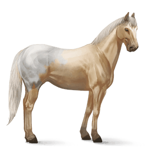 cheval de selle akhal-téké gris pommelé