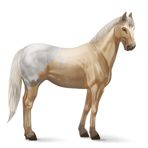 cheval de selle appaloosa blanket palomino