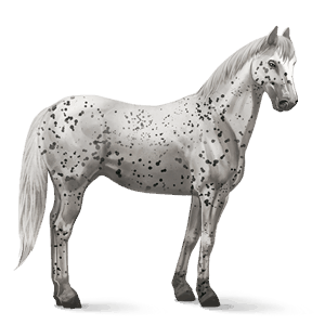 cheval de selle quarter horse alezan crins lavés