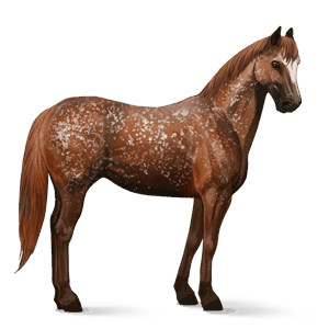 cheval de selle quarter horse bai brûlé