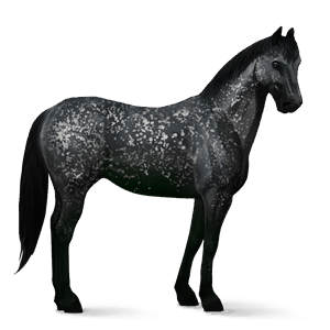cheval de selle appaloosa snowflake noir