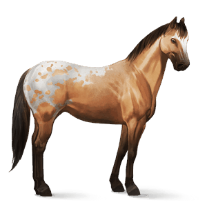 cheval de selle appaloosa spotted isabelle