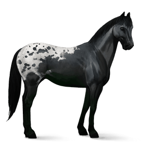 cheval de selle spotted noir