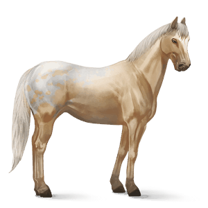 cheval de selle appaloosa spotted palomino