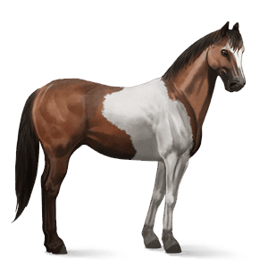 cheval de selle paint horse pie tobiano bai