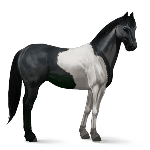cheval de selle paint horse pie noir tobiano