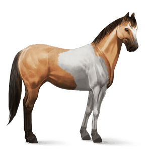cheval de selle quarter horse alezan