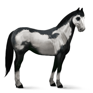 cheval de selle quarter horse bai