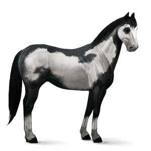 cheval de selle criollo argentin spotted noir