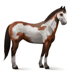 cheval de selle paint horse pie tobiano bai cerise