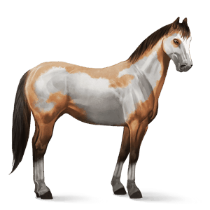 cheval de selle bai cerise