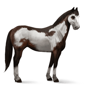 cheval de selle paint horse pie overo bai brûlé