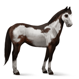 cheval de selle quarter horse gris souris
