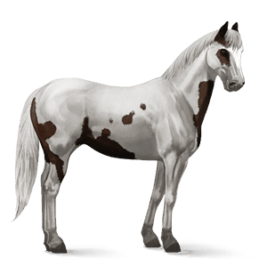 cheval de selle paint horse pie tovero alezan brûlé