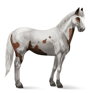 cheval de selle criollo argentin pie tovero bai