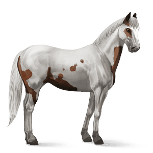 cheval de selle paint horse pie tovero bai