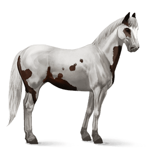 cheval de selle paint horse pie tovero bai brûlé