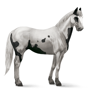 cheval de selle trotteur américain noir
