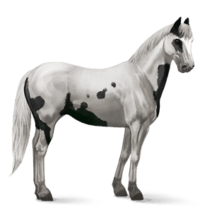 cheval de selle paint horse pie tovero noir