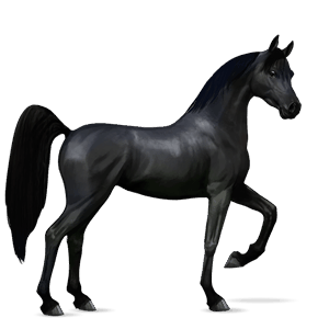 cheval de selle paint horse pie overo noir