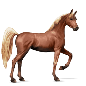 cheval de selle quarter horse alezan
